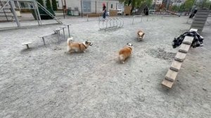 Vlog | Корги семья в сборе 🐾