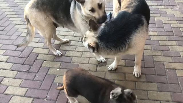 Певун под колокола. Творца обидеть может каждый. ВЕО. Л смотреть онлайн