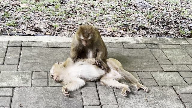 Холм Обезьян. Пхукет. Таиланд 2025 (3) / Monkey Hill. Phuket. Thailand 2025