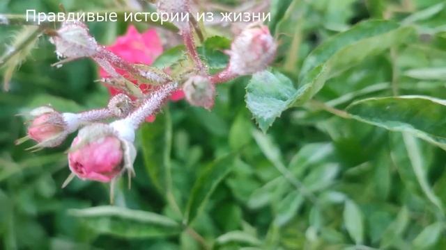 🍅 Не предупредив никого она поехала на дачу, а перест? смотреть онлайн