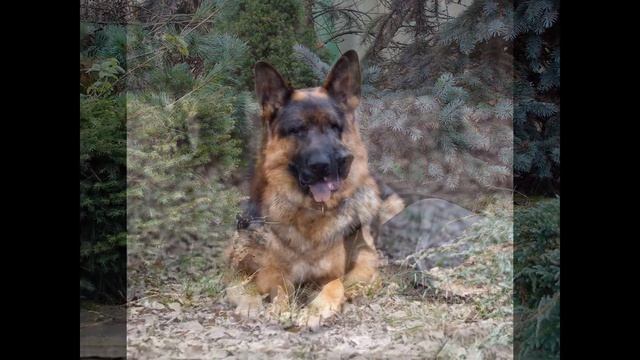 Зильбер Вассерфаль Вашингтон смотреть онлайн