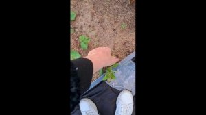 Были на участке! Пересаживали петуньи! У нас вырос гриб после дождей. Муж говорит, поганка.