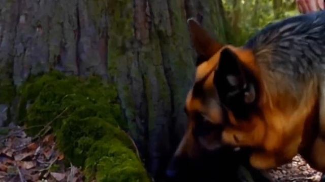 Собака Лает на Заброшенное Гнездо, Исследовав Внутри, смотреть онлайн