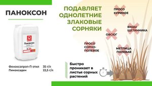 Эффективность гербицида Паноксон на ячмене