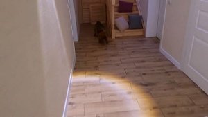 Маленький щенок мальтипу проснулся бегает по дому все