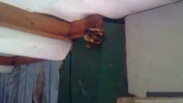 Шершень. Шершни.Прикол.Охранник и шершни.Hornets. смотреть онлайн