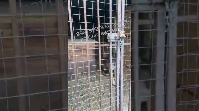 Наши жители. Обзор собак, живущих в вольерах🐩🐶🐾