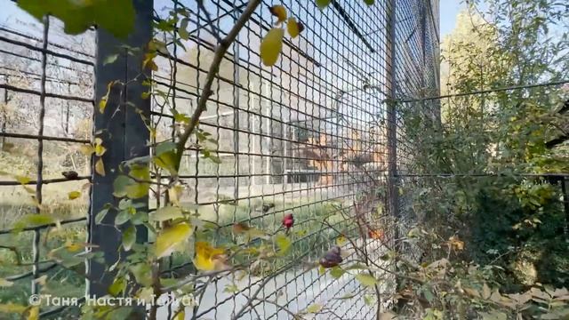 Дана ЗАБРАЛА НОЖ и КИДАЛАСЬ кольцом в директора! Психу смотреть онлайн