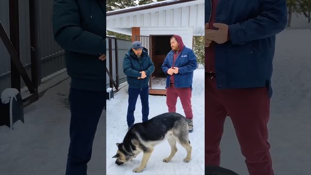 Коррекция поведения собаки. Алматы77075299363 wotsapp Мурат.