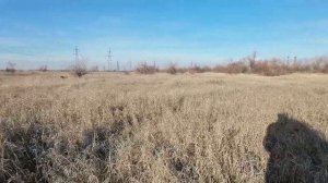 Курцхаар Роби. Тренировка по перепелу.