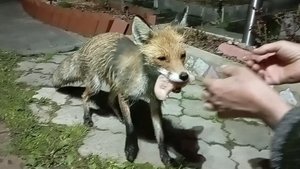 (1024) Лиса приходит в гости. Май 2025