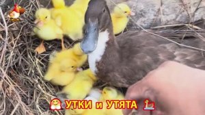 Утки с Утятами гармония во дворе 🦆🤗❣️(11)