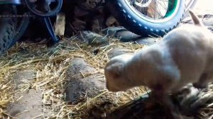 НА КОГО ПОХОЖ ЩЕНОК? 🐶 НА ЛАБРАДОРА ИЛИ АЛАБАЯ? 🙋