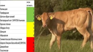 Лучшие породы КРС в мире сравнение пород коров породы