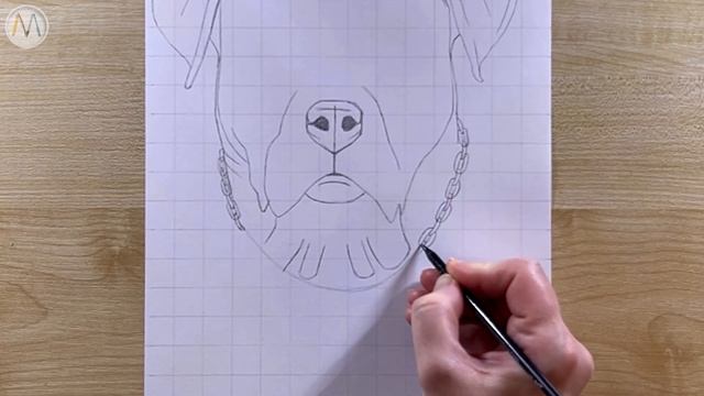 Как нарисовать собаку Ротвейлера