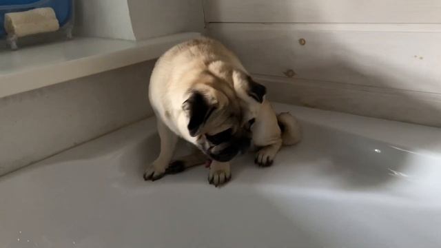 Кто будет мыть лапы ? Who will wash their paws? Мопс ГуфФи . Pug Goofy #sh смотреть онлайн