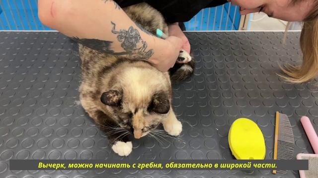 Барковская Елена о экспресс линьке кошки
