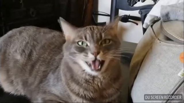 коты поют де спо сито смотреть онлайн