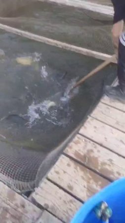 1000 карпа в водоёме.