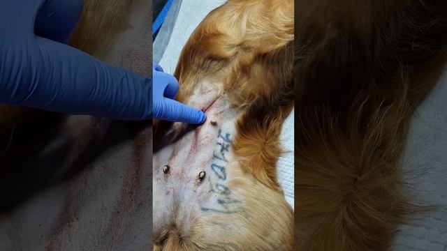 Как проходит операция по стерилизации собак и кошек. К смотреть онлайн