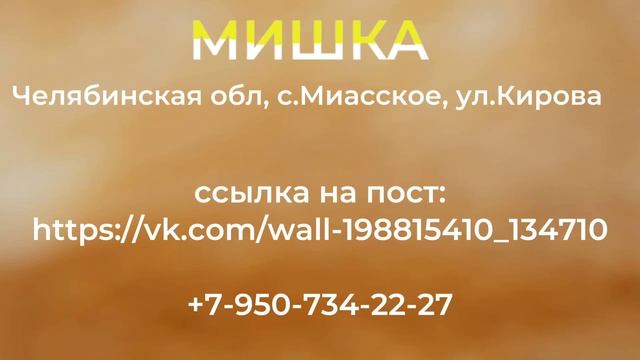 Пропала собака! МИШКА. Челябинская обл, с.Миасское смотреть онлайн