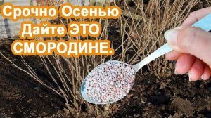 Внесите под Смородину Осенью 3 ст.л ЭТОГО раствора. Размер с монетку и сладость - обеспечена.