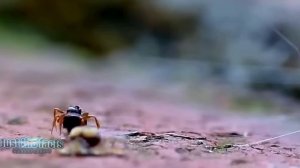 МУРАВЬИ Против кивсяка, ящерицы, осы и других насекомы