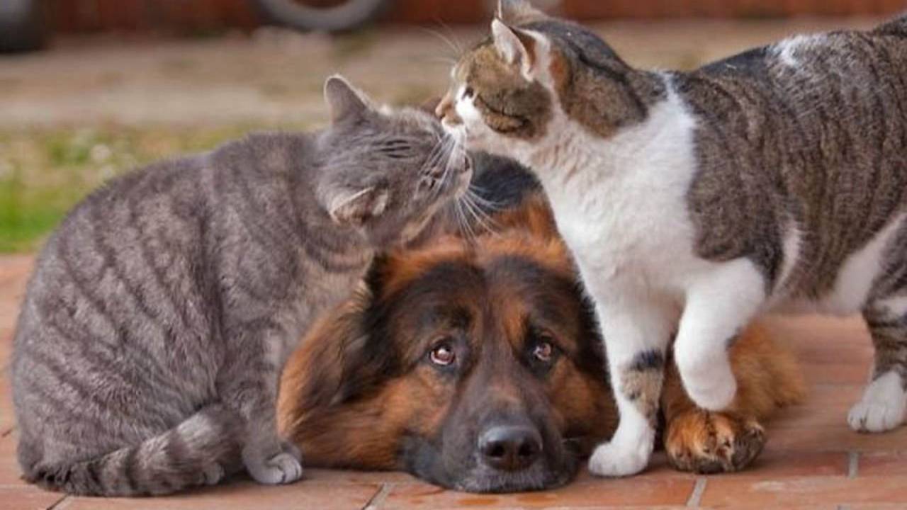 Приколы про Животных. Приколы про Кошек и Собак, Котят и Щенков смотреть онлайн