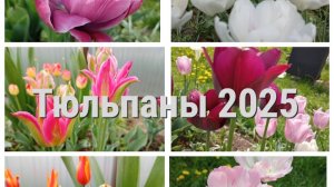 Тюльпаны. Обзор сортов