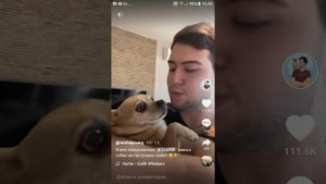 Парень и чихуахуа 10 часть.