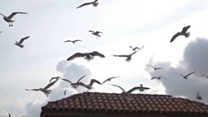 Расслабляющая музыка с пением птиц для сна