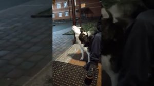 хаски жалуется на жизнь ))) смотреть до конца