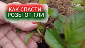 КАК ИЗБАВИТЬСЯ ОТ ТЛИ НА РОЗАХ ЗА 5 МИНУТ - СРОЧНАЯ ОБРАБОТКА! СПАСАЕМ АРОМАТНУЮ РОЗУ БУКЕТ ПАРФЕ
