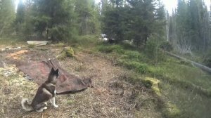 Хаски лает медведя.