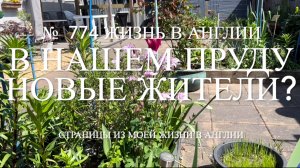 В нашем пруду новые жители? Кто это? № 774 Жизнь в Англии