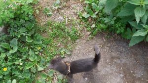 Тишка в кустах гуляет.