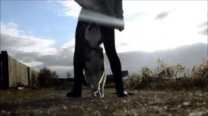 Дрессированный хаски.