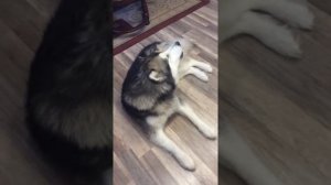 Маламут поёт.любимая песня