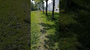 Прогулка по Товарищескому проспекту