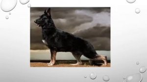 СТОЙКИ НЕМЕЦКИХ ОВЧАРОК