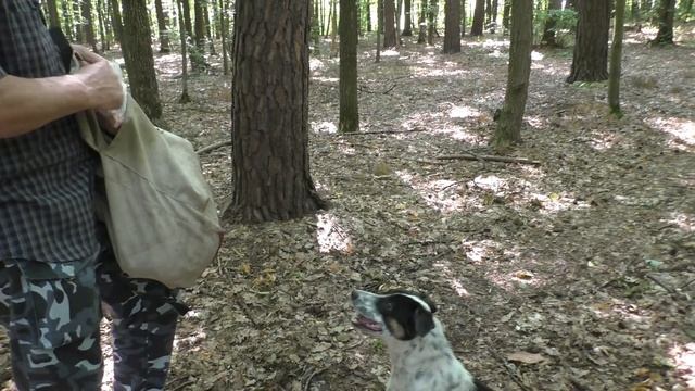 Напала собака. Помог хозяин собаки .