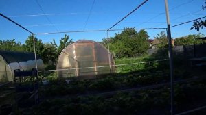Занимаюсь прополкой🌿 Ливень 💧💧💧Уборка каждое утро🐤🦢🐔 Розы зацвели🌹🌹🌹 Кубань