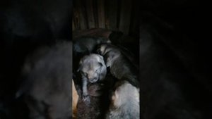 Шведская лосинная лайка (Ямтхунд)