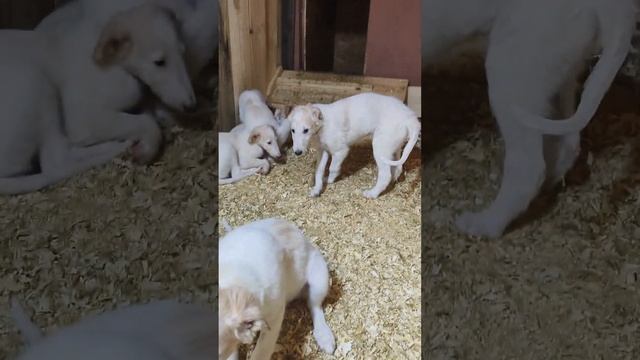 экспресс обзор помета русской псовой борзой К от Дого?