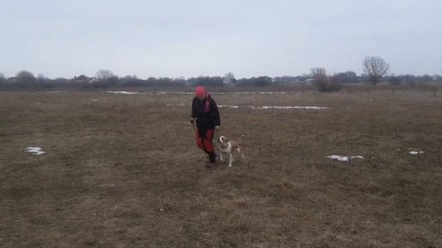 Ам. стафф Балу 6 месяцев. Дрессировка на пансионе.