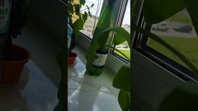 НОВОСТИ О МОËМ ДОМАШНЕМ ОГОРОДЕ.