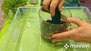 КОМНАТНЫЕ РАСТЕНИЯ(ЦВЕТЫ).НЕОЖИДАННЫЕ,НО ЖЕЛАННЫЕ НОВИНОЧКИ.
