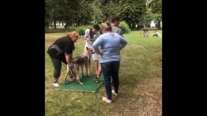 Бонитировка чехословацкой волчьей собаки в Чехии - Chanc