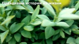 🍆 Жена внезапно приехала на дачу. А едва переступив п?