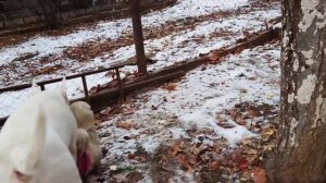 Бультерьеры против Медведя! 🐻❄️ Кто сильнее?! Снап